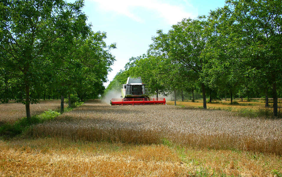 Introduction de l’agroforesterie moderne en Wallonie